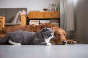 Користь та шкода побутової хімії для котів та собак фото