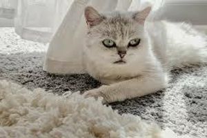Як прибрати шерсть тварин з меблів та килимів швидко і без слідів  фото